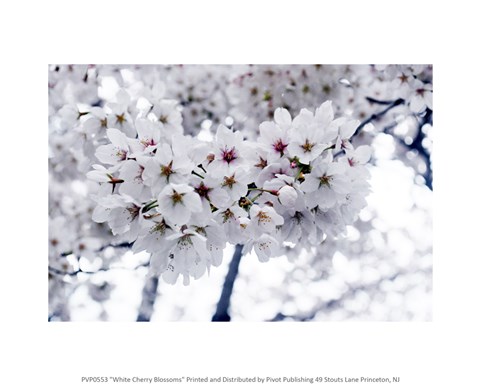 Framed White Cherry Blossoms photo Print