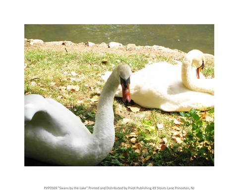 Framed Swans by the Lake Print