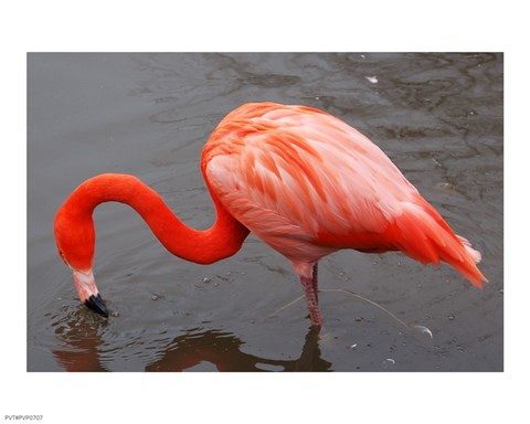 Framed Caribbean Flamingo at Slimbridge Arp Print