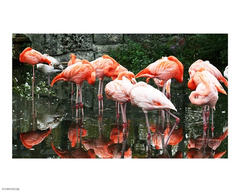 Framed Caribbean Flamingo Phoenicopterus Ruber Print