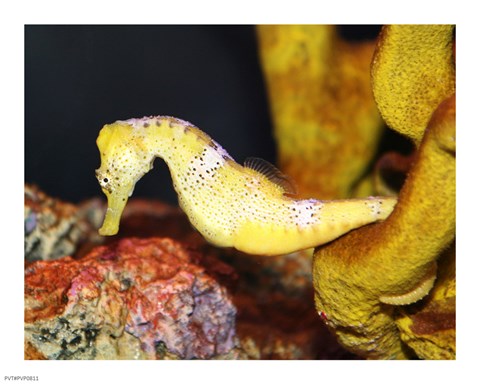 Framed Long Snout Seahorse Print