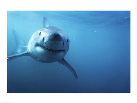 Framed Great White Shark Swimming Print