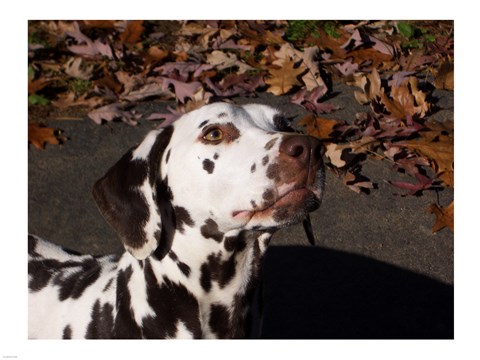 Framed Dalmatian Print