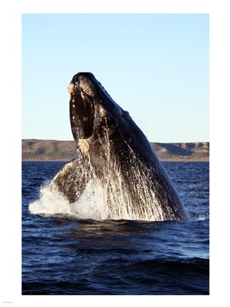 Framed Southern right whale Print