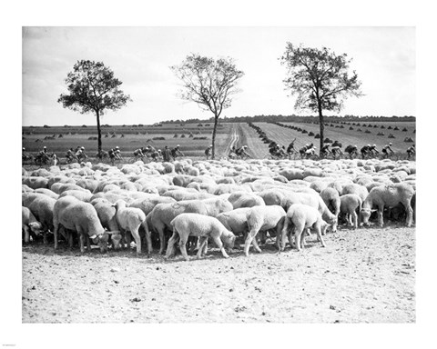 Framed Cyclists passing a herd of sheep, Tour de France 1938 Print