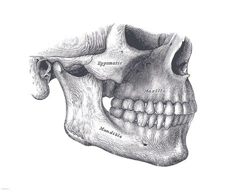 Framed Skull Diagram Print