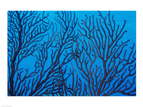 Framed Sea Fan on a Reef, Belize Print