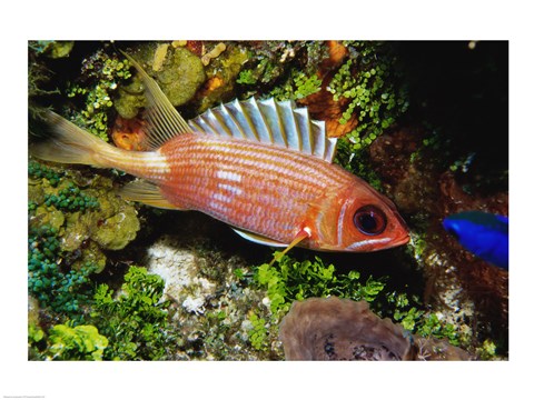 Framed Squirrel fish, Cozumel, Mexico Print