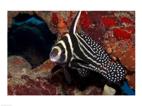 Framed Spotted Drum Fish Print