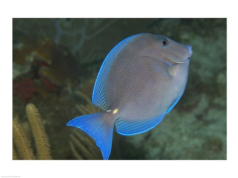 Framed Blue Tang Fish Print