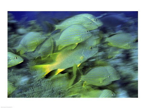 Framed School of French Grunts swimming underwater, Bonaire, Netherlands Antilles Print