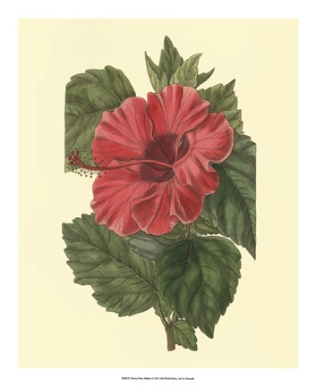 Framed Chinese Rose Mallow Print