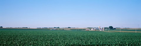 Framed Soybean field Ogle Co IL USA Print