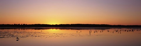 Framed Pelicans and other wading birds at sunset, J.N. Ding Darling National Wildlife Refuge, Sanibel Island, Florida, USA Print