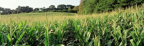 Framed Cornfield, Baltimore County, Maryland, USA Print