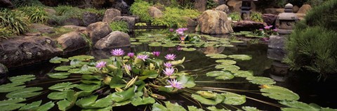 Framed Lotus blossoms, Japanese Garden, University of California, Los Angeles, California Print