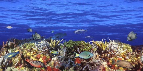 Framed Fish swimming near a Coral Reef Print