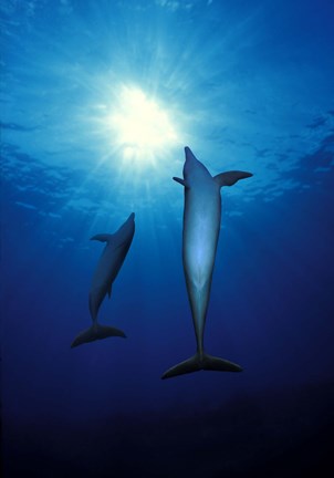 Framed Bottle-Nosed dolphins (Tursiops truncatus) in the sea Print