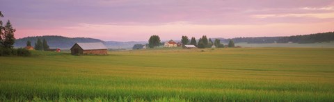 Framed Barn and wheat field across farmlands at dawn, Finland Print