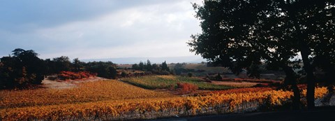 Framed Autum in the Vineyards, Provence-Alpes-Cote d&#39;Azur, France Print