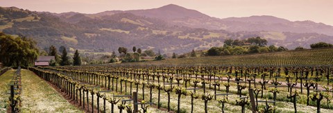 Framed Vineyard on a landscape, Asti, California, USA Print