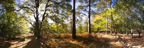 Framed Trees in autumn at sunset, New Forest, Hampshire, England Print