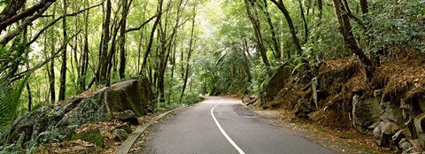 Framed Road passing through an indigenous forest, Mahe Island, Seychelles Print