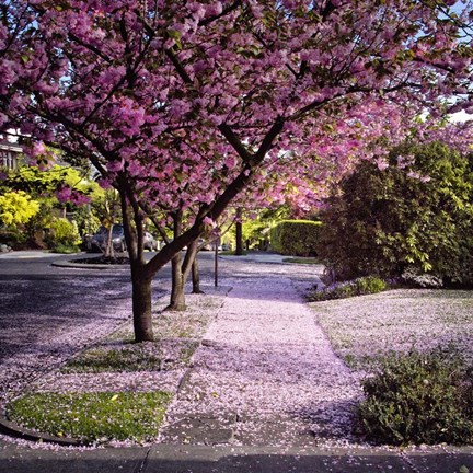 Framed Fallen Petals Print