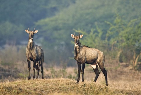 Framed Two Nilgai (Boselaphus tragocamelus) standing in a forest, Keoladeo National Park, Rajasthan, India Print