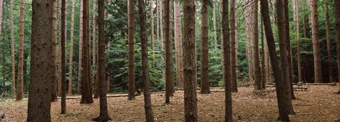 Framed Trees in a forest, New York City, New York State, USA Print