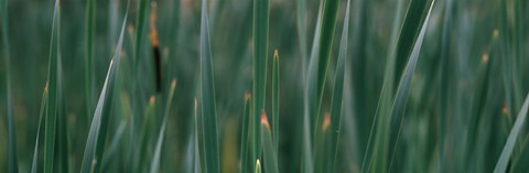 Framed Close-up of weeds Print