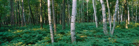 Framed Birch Trees in Forest Print