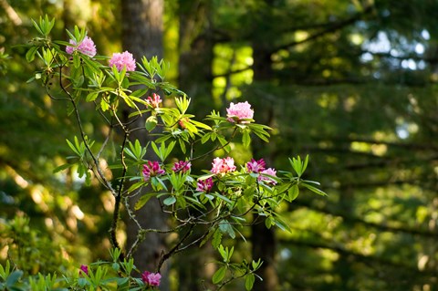 Framed Rhododendron flowers in a forest, Del Norte Coast Redwoods State Park, Del Norte County, California, USA Print