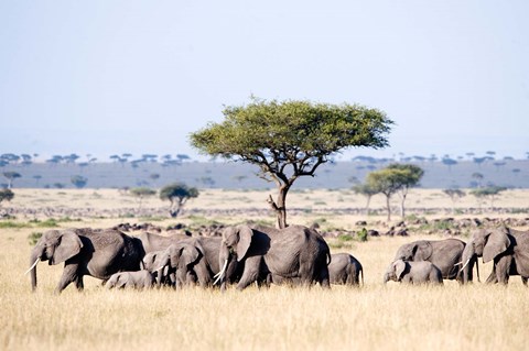 Framed African Elephants in Masai Mara National Reserve, Kenya Print