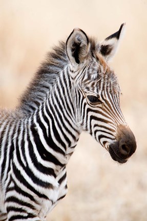 Framed Close-up of a Burchell&#39;s Zebra (Equus burchelli), Ngorongoro Crater, Ngorongoro, Tanzania Print