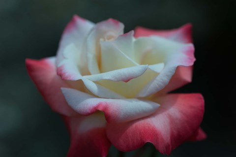 Framed Close-up of a pink and white rose, Los Angeles County, California, USA Print