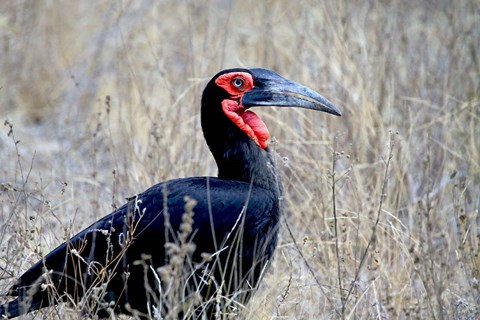 Framed Close-up of a Ground Hornbill, Kruger National Park, South Africa Print