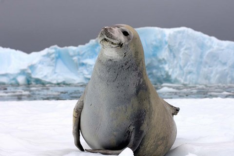 Framed Crabeater seal, saltwater pan of sea ice, Antarctica Print