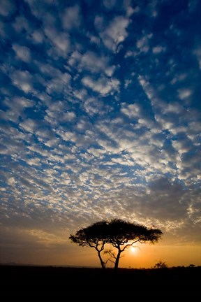 Framed Africa. Tanzania. Sunrise in Serengeti NP. Print