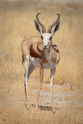 Framed Front view of standing springbok, Etosha National Park, Namibia, Africa Print