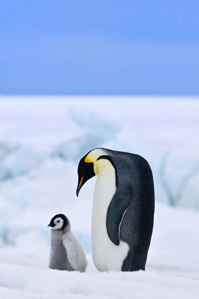 Framed Parent and chick Emperor Penguin, Snow Hill Island, Antarctica Print