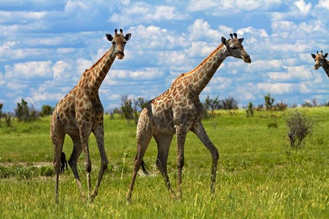 Framed Giraffe, Nxai Pan National Park, Botswana, Africa Print