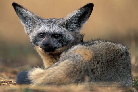 Framed Bat Eared Fox Rests on Savanna, Masai Mara Game Reserve, Kenya Print