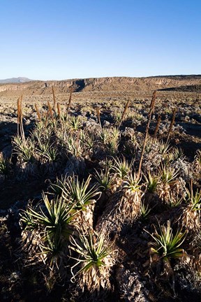 Framed Escarpment of Sanetti Plateau, red hot poker plants, Bale Mountains, Ethiopia Print