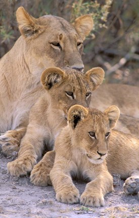 Framed Lioness and Cubs, Okavango Delta, Botswana Print