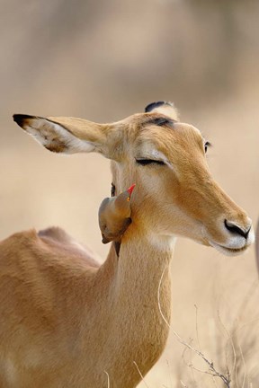 Framed Impala, Red-billed Oxpecker, Samburu Game Reserve, Kenya Print