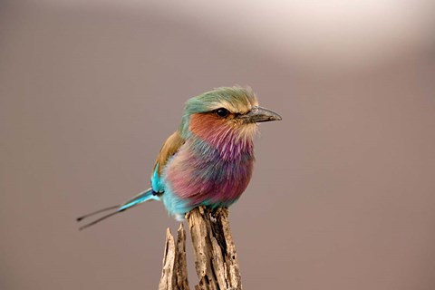 Framed Lilac breasted Roller bird, Samburu Game Reserve, Kenya Print