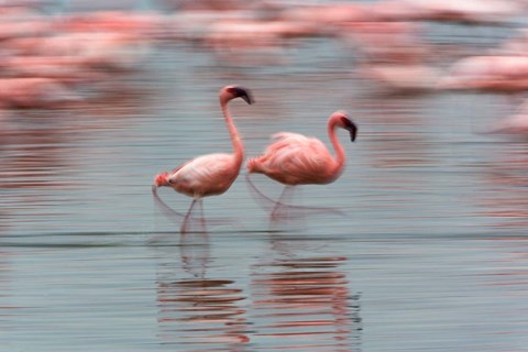 Framed Lesser Flamingo tropical birds, Lake Nakuru NP, Kenya Print