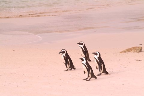 Framed Jackass Penguins at the Boulders, near Simons Town, South Africa Print