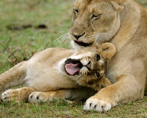 Framed Kenya, Masai Mara, Keekorok Lodge. African lions Print